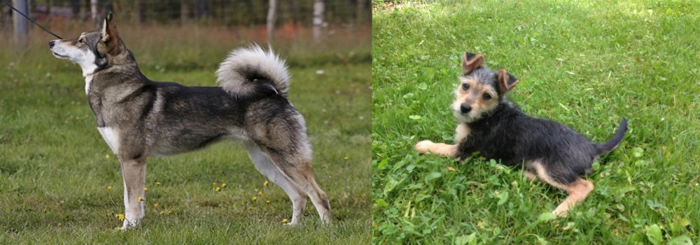 Schnorkie vs East Siberian Laika - Breed Comparison