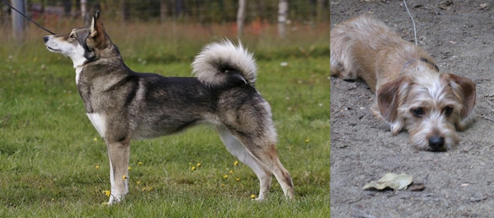 Schweenie vs East Siberian Laika - Breed Comparison