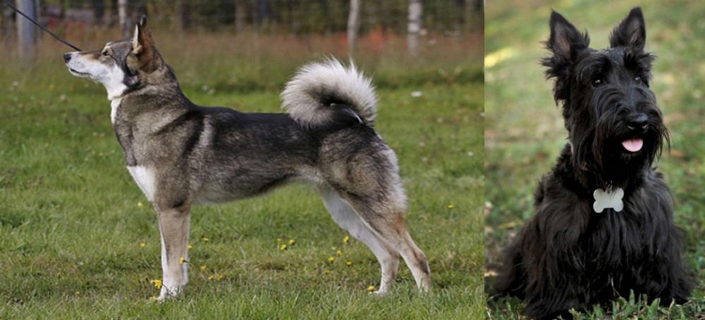 Scoland Terrier vs East Siberian Laika - Breed Comparison