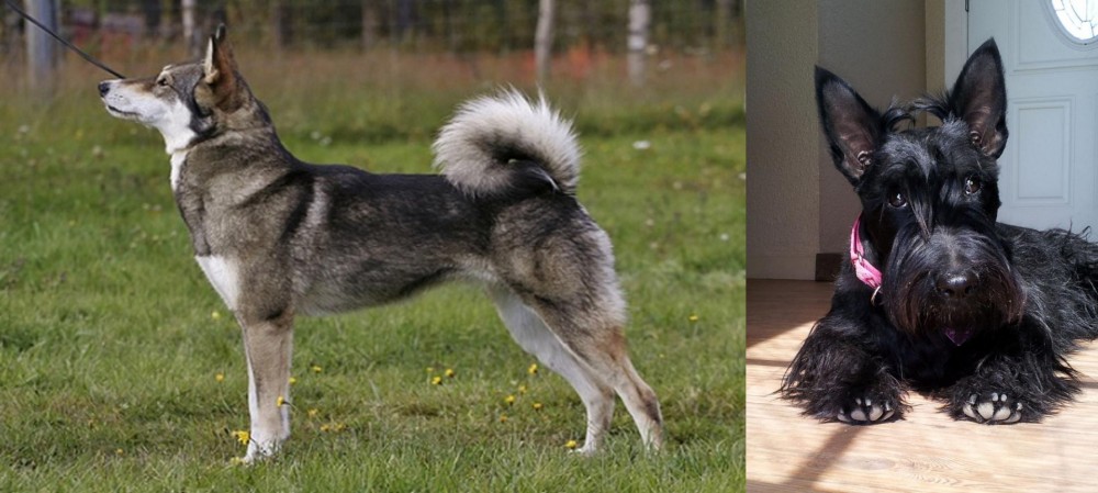 Scottish Terrier vs East Siberian Laika - Breed Comparison