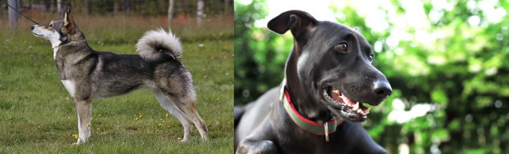 Shepard Labrador vs East Siberian Laika - Breed Comparison