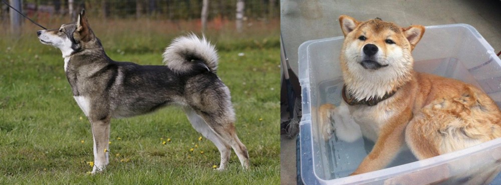 Shiba Inu vs East Siberian Laika - Breed Comparison