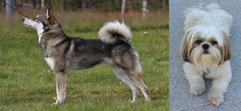 Shih Tzu vs East Siberian Laika - Breed Comparison