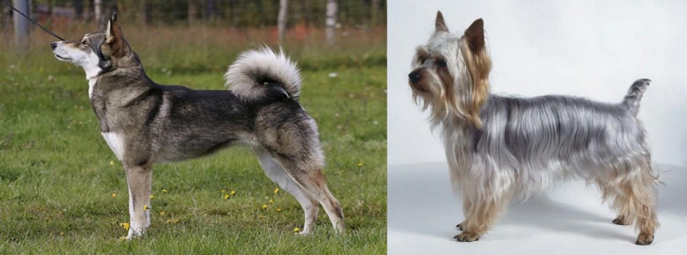 Silky Terrier vs East Siberian Laika - Breed Comparison