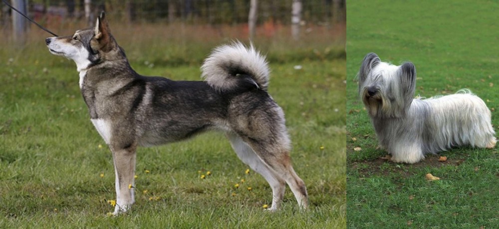 Skye Terrier vs East Siberian Laika - Breed Comparison