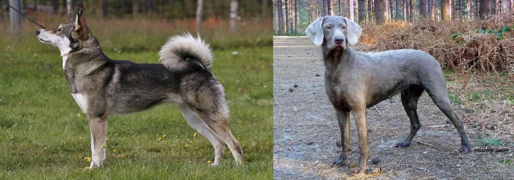 Slovensky Hrubosrsty Stavac vs East Siberian Laika - Breed Comparison