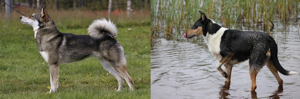 Smooth Collie vs East Siberian Laika - Breed Comparison