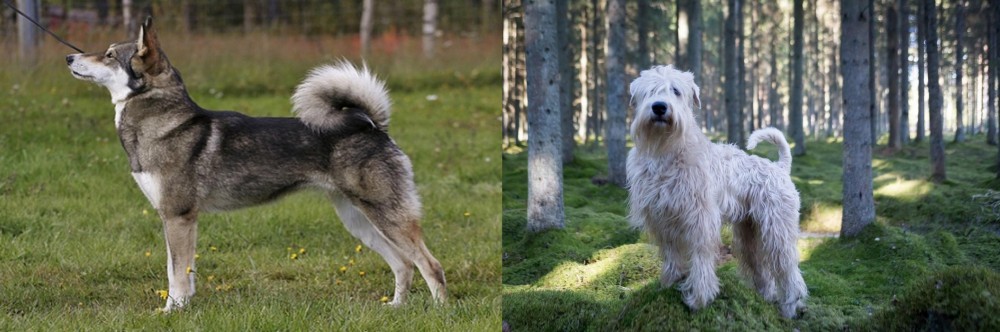 Soft-Coated Wheaten Terrier vs East Siberian Laika - Breed Comparison