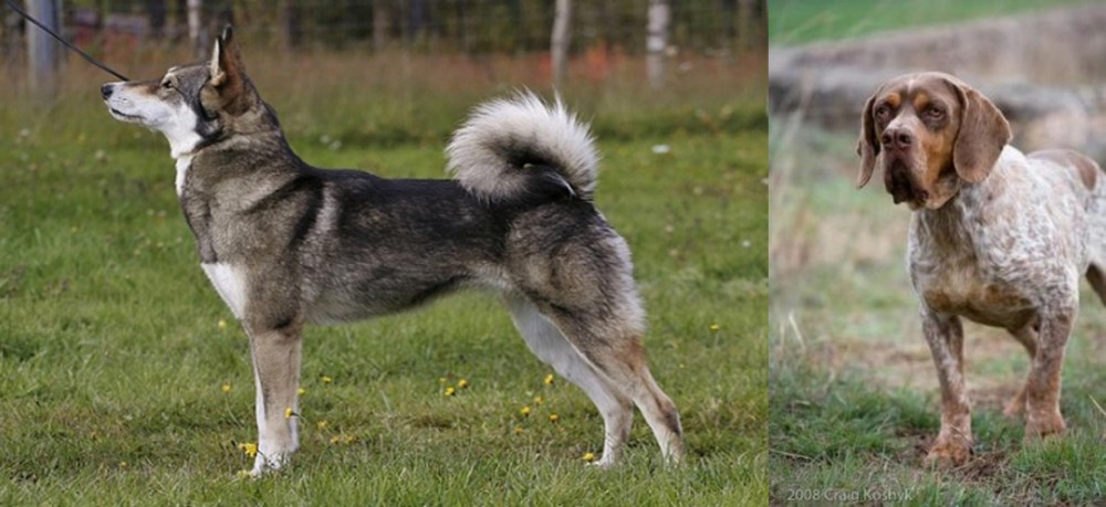 Spanish Pointer vs East Siberian Laika - Breed Comparison
