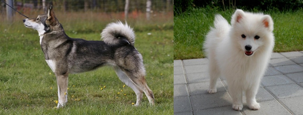 Spitz vs East Siberian Laika - Breed Comparison