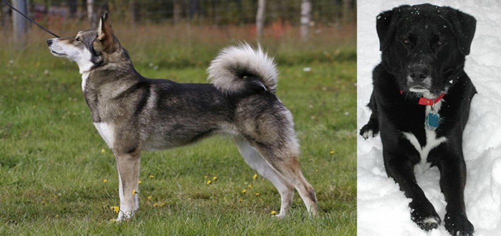St. John's Water Dog vs East Siberian Laika - Breed Comparison
