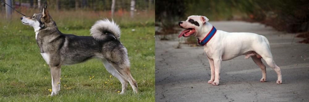 Staffordshire Bull Terrier vs East Siberian Laika - Breed Comparison