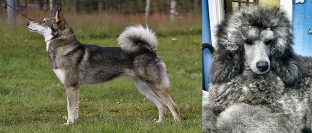 Standard Poodle vs East Siberian Laika - Breed Comparison
