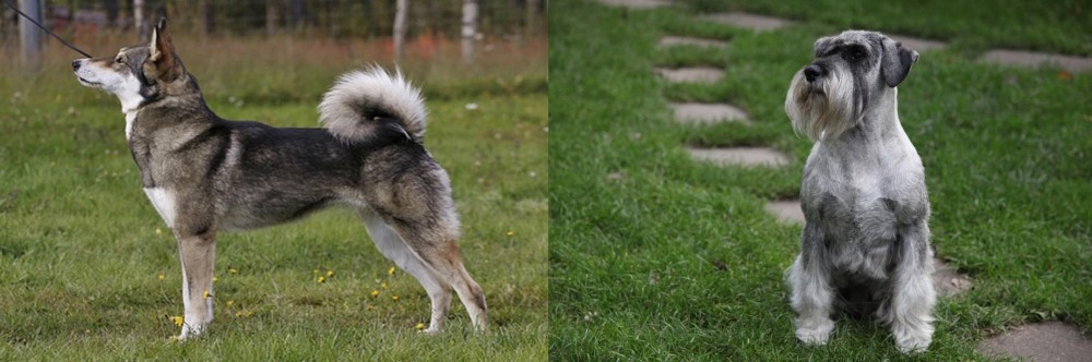 Standard Schnauzer vs East Siberian Laika - Breed Comparison