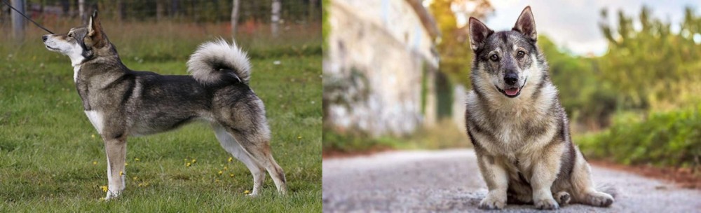 Swedish Vallhund vs East Siberian Laika - Breed Comparison