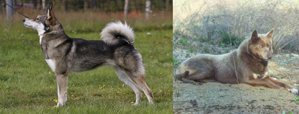 Tahltan Bear Dog vs East Siberian Laika - Breed Comparison