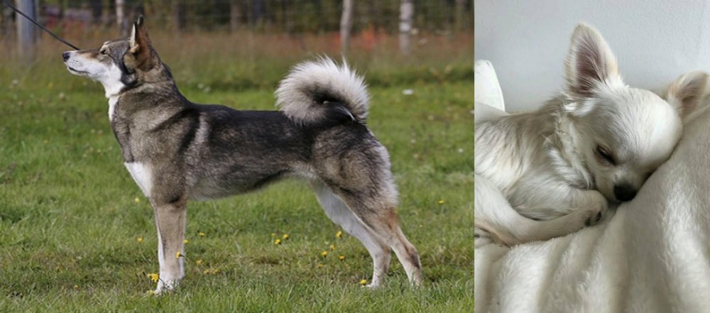 Tea Cup Chihuahua vs East Siberian Laika - Breed Comparison