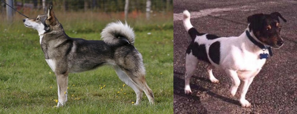 Teddy Roosevelt Terrier vs East Siberian Laika - Breed Comparison