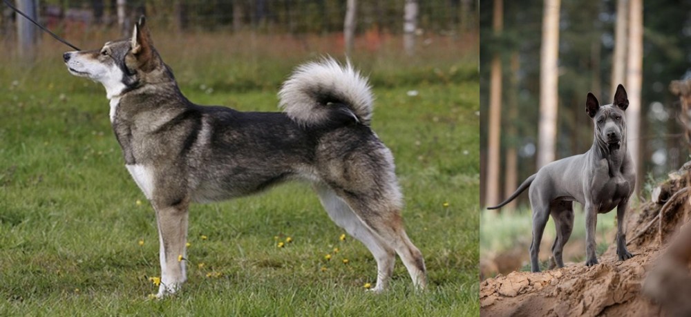 Thai Ridgeback vs East Siberian Laika - Breed Comparison