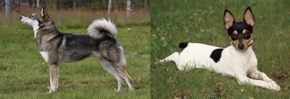 Toy Fox Terrier vs East Siberian Laika - Breed Comparison