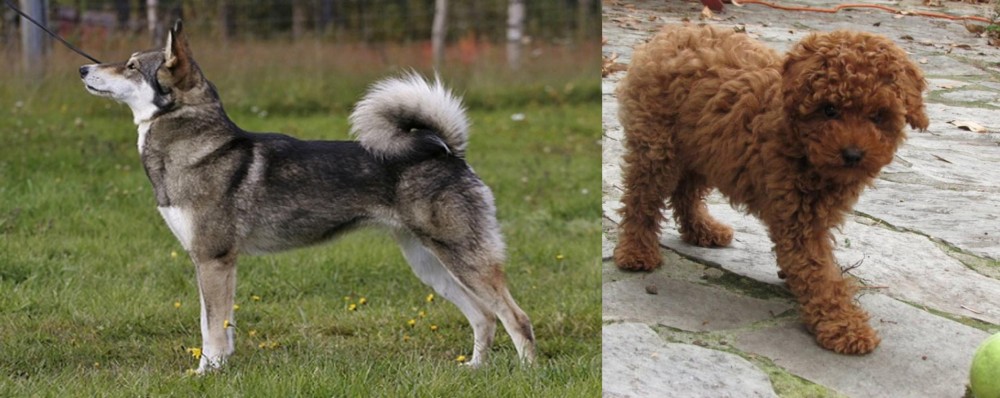 Toy Poodle vs East Siberian Laika - Breed Comparison