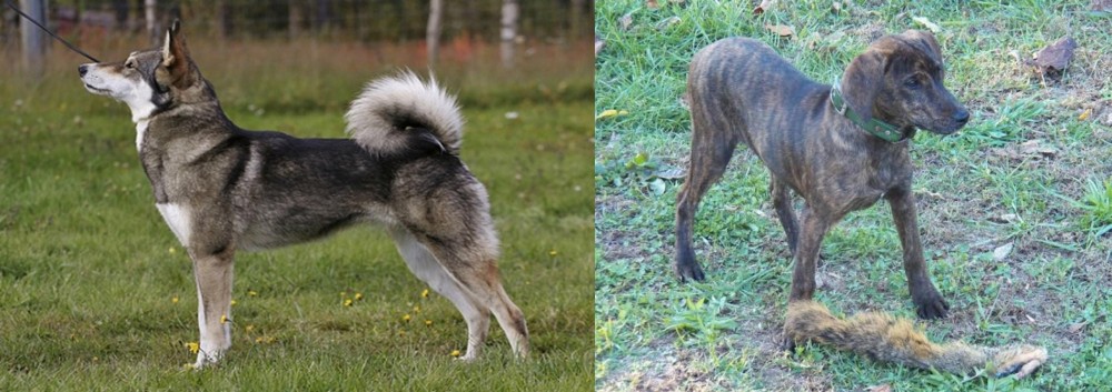 Treeing Cur vs East Siberian Laika - Breed Comparison