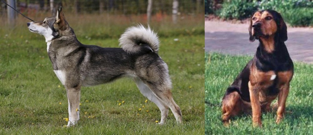 Tyrolean Hound vs East Siberian Laika - Breed Comparison