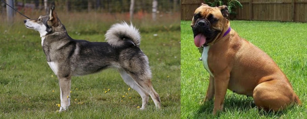 Valley Bulldog vs East Siberian Laika - Breed Comparison
