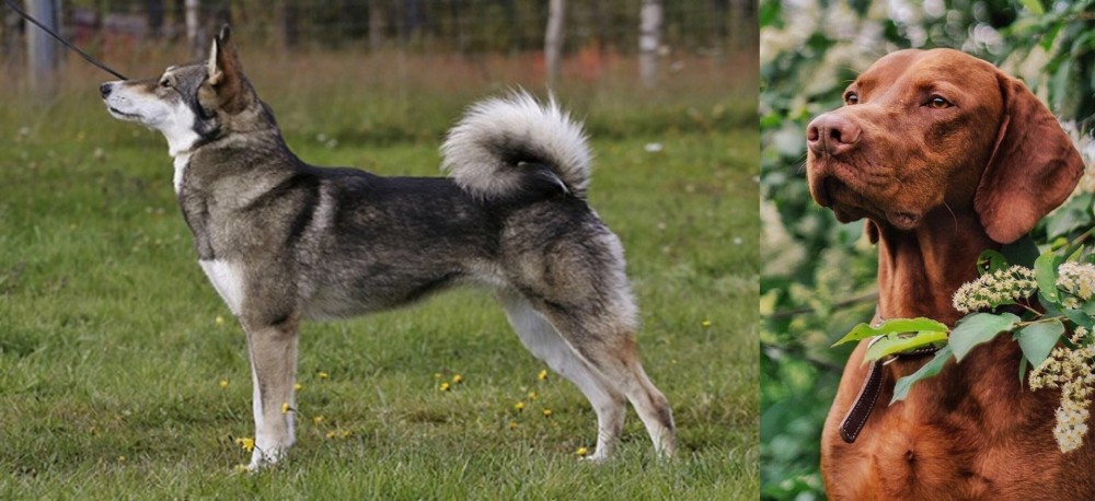 Vizsla vs East Siberian Laika - Breed Comparison