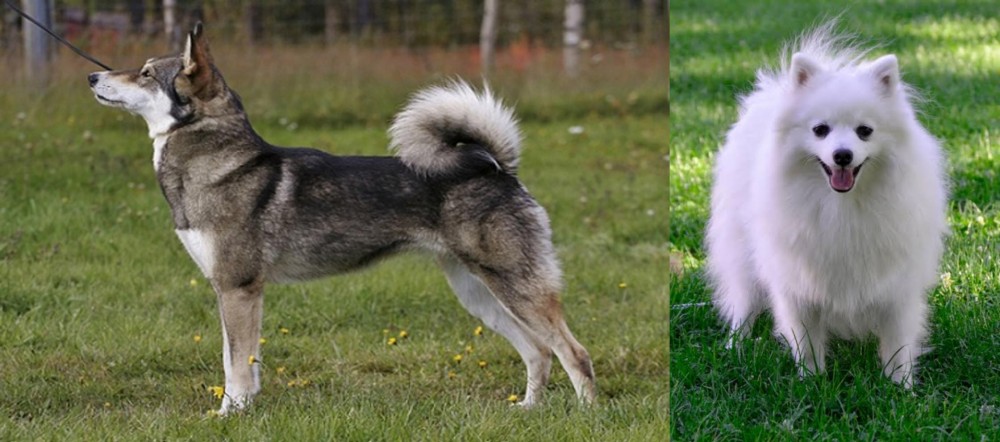Volpino Italiano vs East Siberian Laika - Breed Comparison