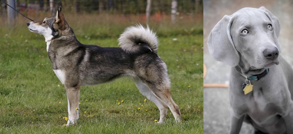 Weimaraner vs East Siberian Laika - Breed Comparison