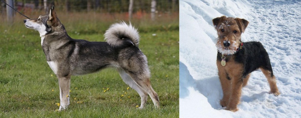 Welsh Terrier vs East Siberian Laika - Breed Comparison