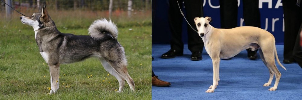 Whippet vs East Siberian Laika - Breed Comparison
