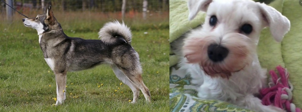 White Schnauzer vs East Siberian Laika - Breed Comparison