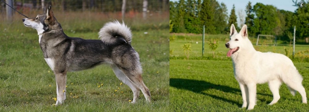 White Shepherd vs East Siberian Laika - Breed Comparison