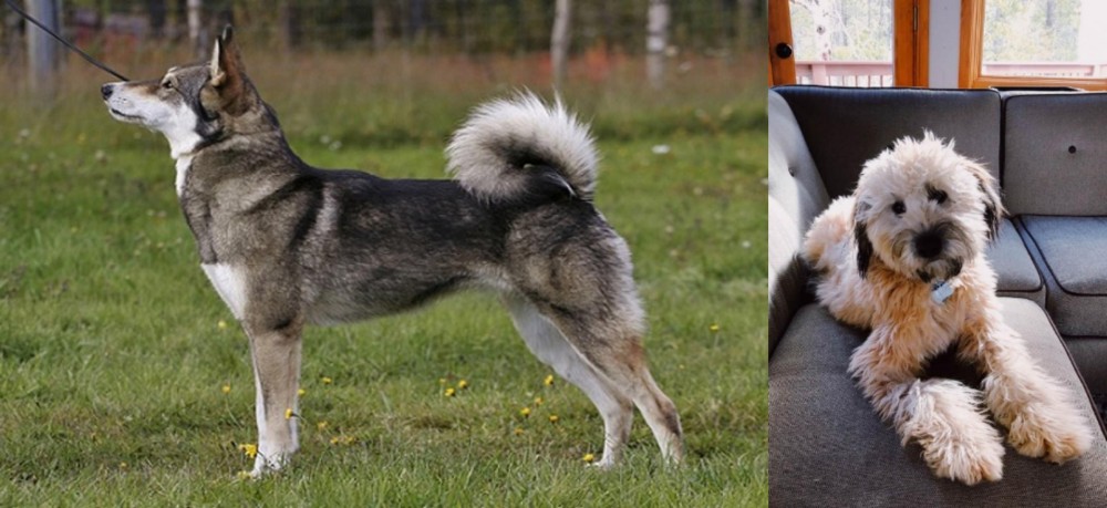 Whoodles vs East Siberian Laika - Breed Comparison