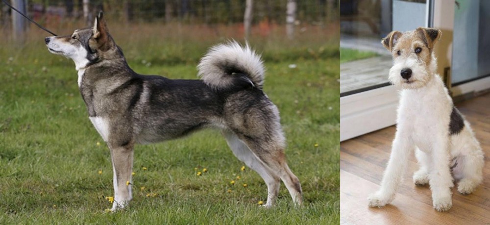 Wire Fox Terrier vs East Siberian Laika - Breed Comparison