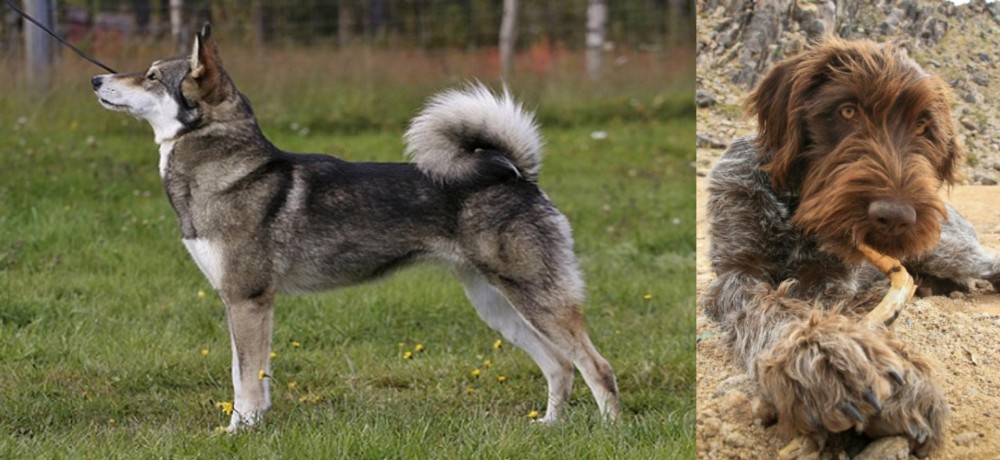 Wirehaired Pointing Griffon vs East Siberian Laika - Breed Comparison