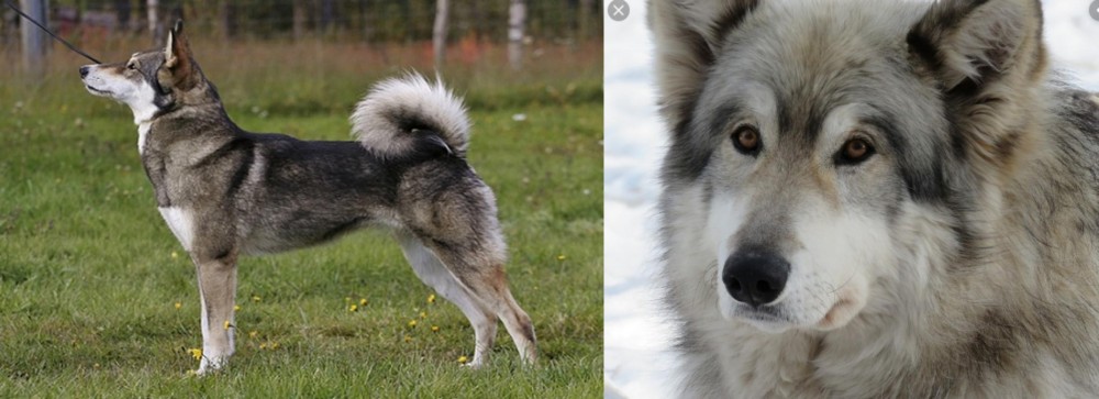 Wolfdog vs East Siberian Laika - Breed Comparison
