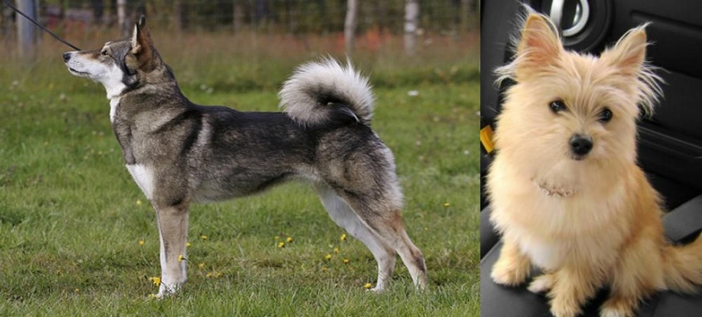 Yoranian vs East Siberian Laika - Breed Comparison