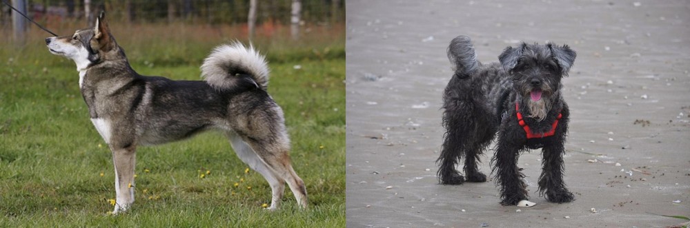 YorkiePoo vs East Siberian Laika - Breed Comparison