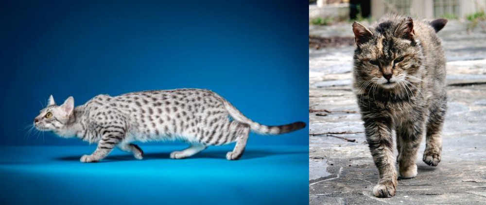 Farm Cat vs Egyptian Mau - Breed Comparison