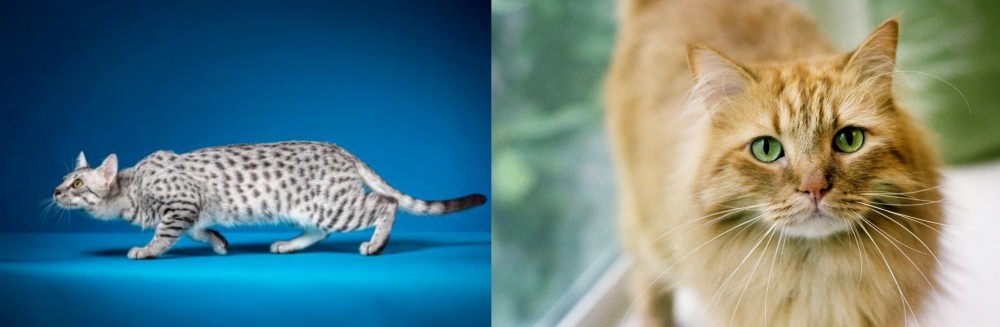Ginger Tabby vs Egyptian Mau - Breed Comparison
