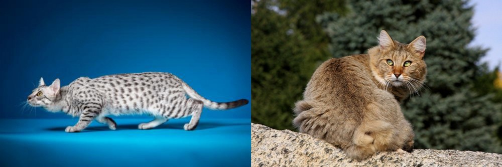 Jungle-Bob vs Egyptian Mau - Breed Comparison