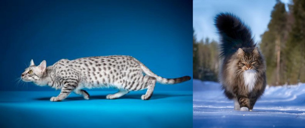 Norwegian Forest Cat vs Egyptian Mau - Breed Comparison