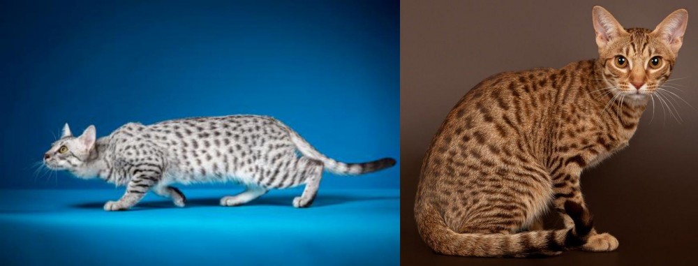 Ocicat vs Egyptian Mau - Breed Comparison