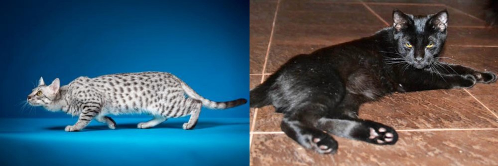 Pantherette vs Egyptian Mau - Breed Comparison