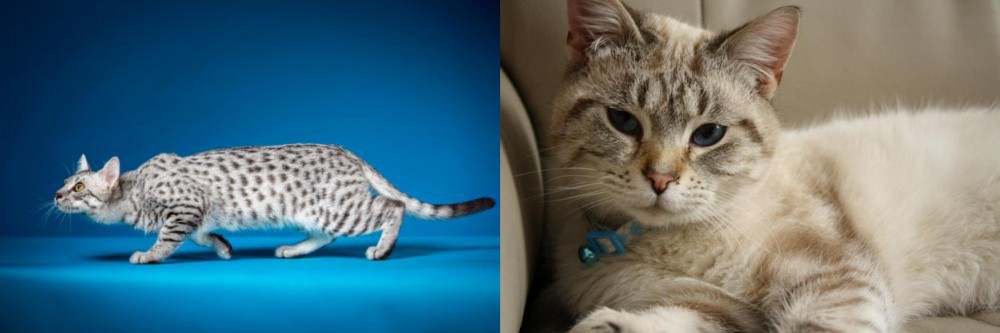 Siamese/Tabby vs Egyptian Mau - Breed Comparison