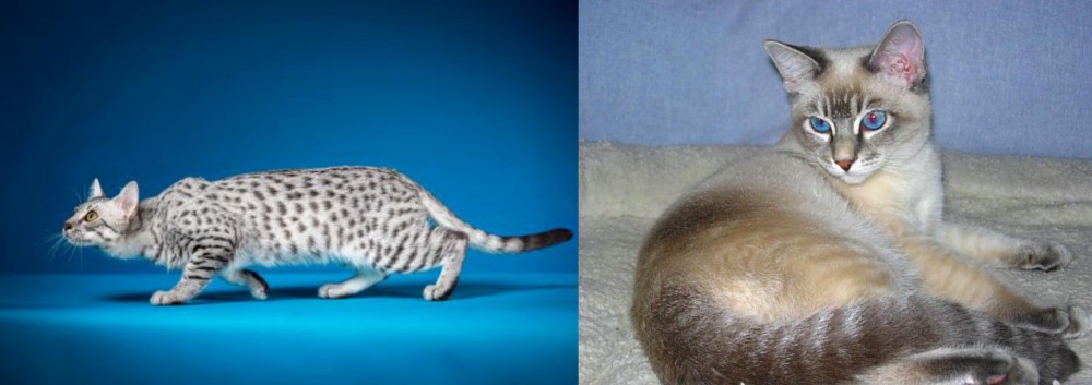 Tiger Cat vs Egyptian Mau - Breed Comparison