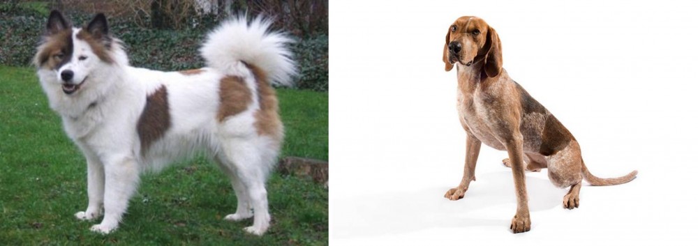 English Coonhound vs Elo - Breed Comparison